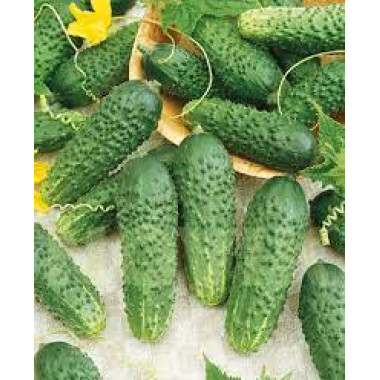 Огірок Кріспіна F1 (р) 50 шт