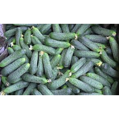 Огірок НАТАША F1 (р) 20шт