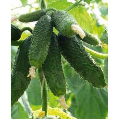 Огірок АМУР F1 (р) 50шт