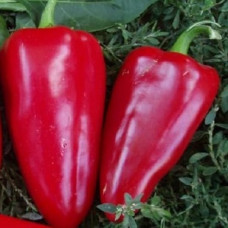 Перець сол. БОГАТИР (с) 0,3г СУ