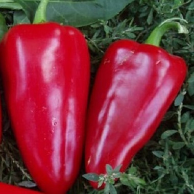 Перець сол. БОГАТИР (с) 0,3г СУ