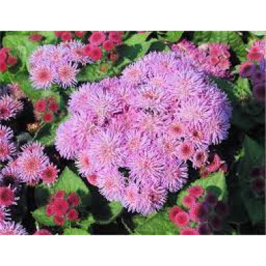 Агератум рожевий 0,05г Геліос