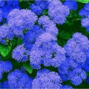 Агератум синій 0,1г Геліос