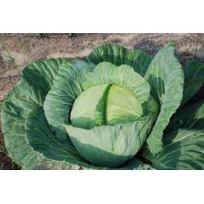 Капуста білоголова АГРЕССОР F1 (п) 100шт