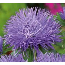 Айстра голчаста ІМПРЕСІЯ 0,3г блакитна СУ