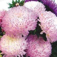 Айстра півонієподібна РОЗА ТУРМ 0,3г рожева СУ