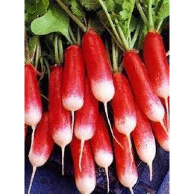 Редиска ФРАНЦУЗЬКИЙ СНІДАНОК (р) 2г ВО