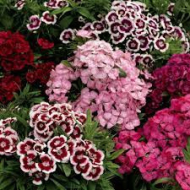 Гвоздика турецька низькоросла 0,5г суміш СУ