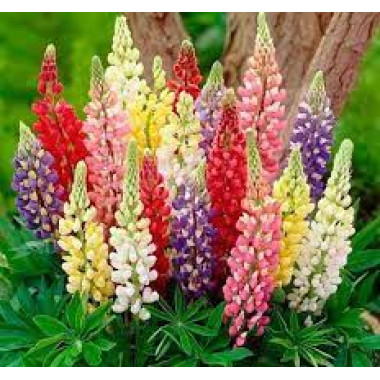 Люпин низький суміш 0,5г СУ