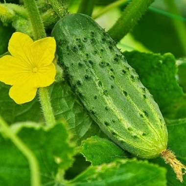 Огірок БРИГАДНИЙ F1 (р) 0,5г 