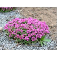 Арабіс альпійський РОЖЕВИЙ 0,1г СУ