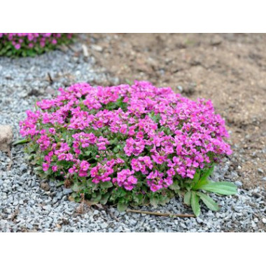 Арабіс альпійський РОЖЕВИЙ 0,1г СУ