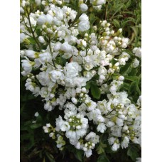 Арабіс альпійський БІЛИЙ 0,1г СУ