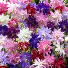 Аквілегія махрова суміш 0,1г СУ