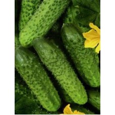 Огірок ЗЯТЬОК F1 (шс) 0,25г СУ
