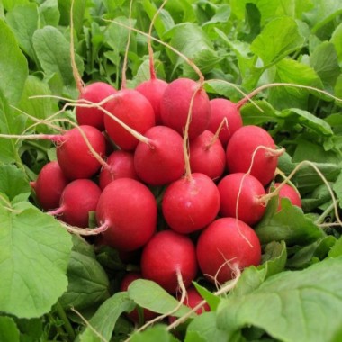 Редиска СОРА (р) 20г ВО