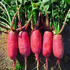 Редька ДАЙКОН рожевий (ср) 2г GLS