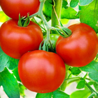 Томат БІЛИЙ НАЛИВ (р) 0,2г СУ