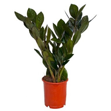 Заміокулькас