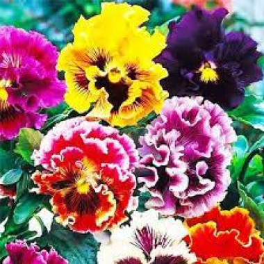 Віола махрова РОКОКО суміш 0,05г СУ